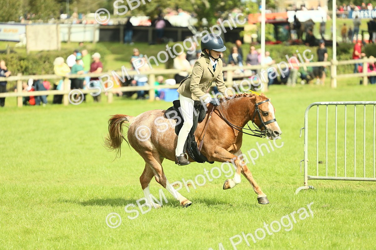 SBM_44834 - S31 - Working Hunter Pony
