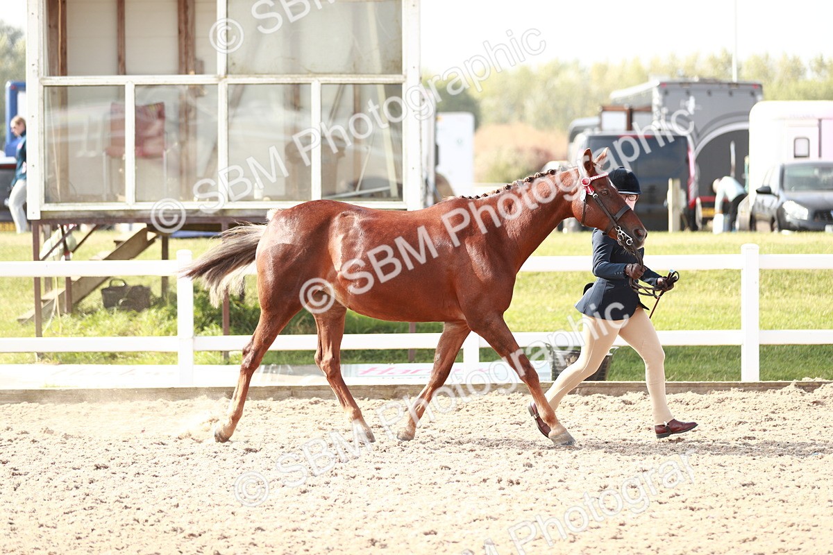 SBM_11044 - Class 205 IH Show Pony/ Show Hunter Pony