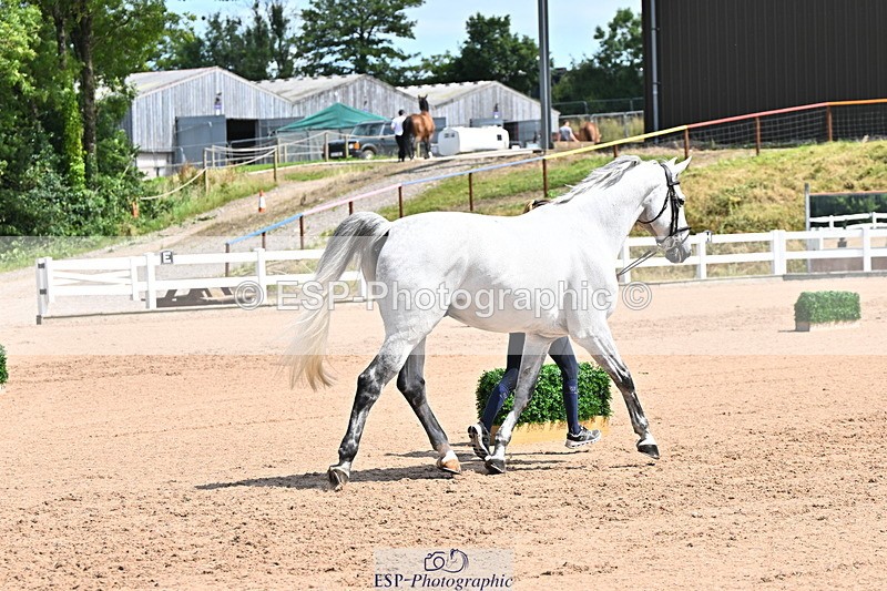 240718A-105248-01187 - Trot Up 12pm to 1pm