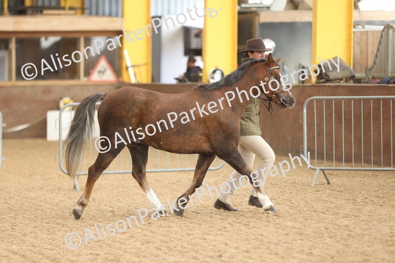 20251109-0610 - Class 22 - Geldings 4 Years and over