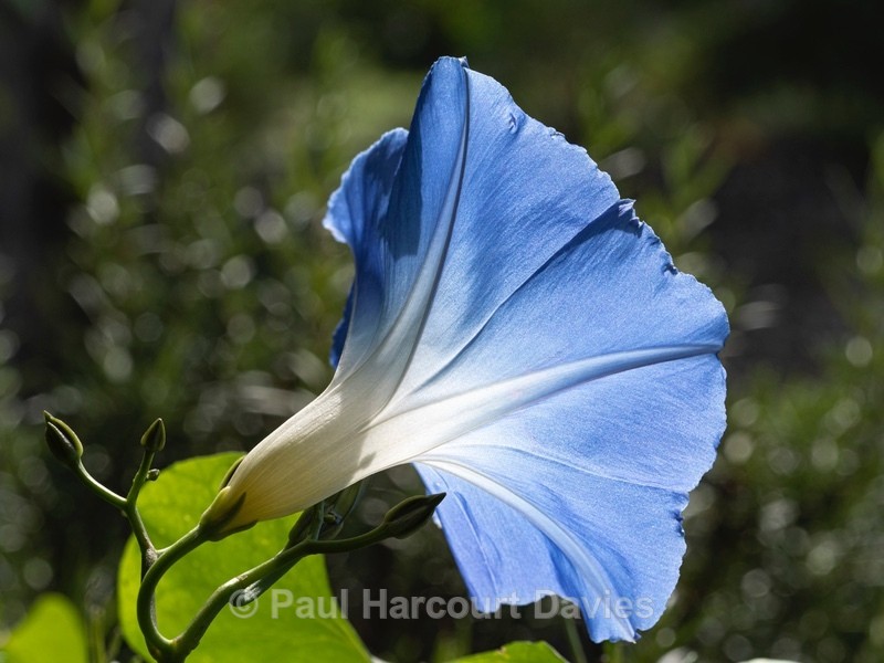 Heavenly-blue morning-glory (Ipomoea tricolor ) - Ten Metres from Home 1. (2020)