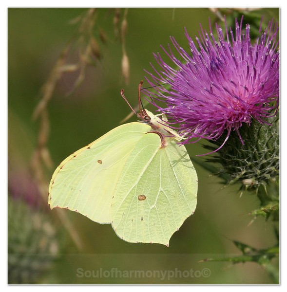 Brimstone - Invertebrate's Macro