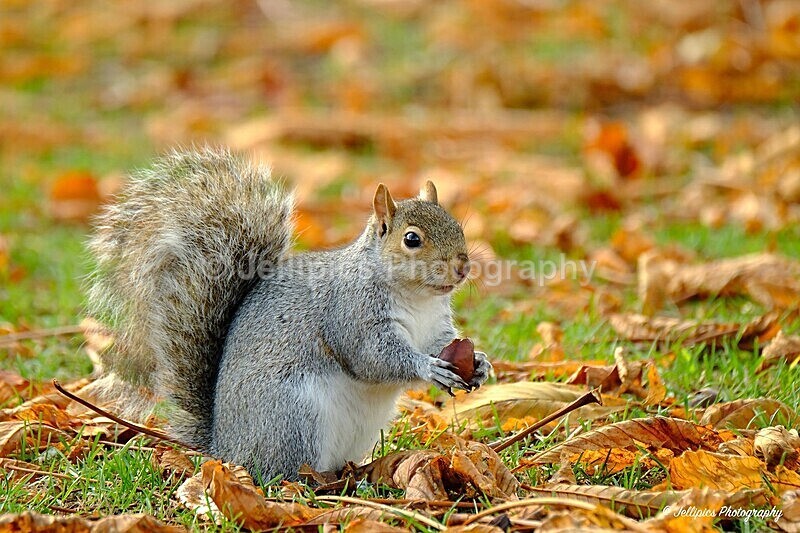  - Wildlife and Nature