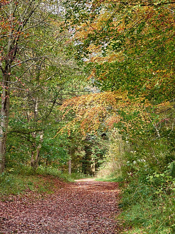 Lowther Park - Lake District Landscapes