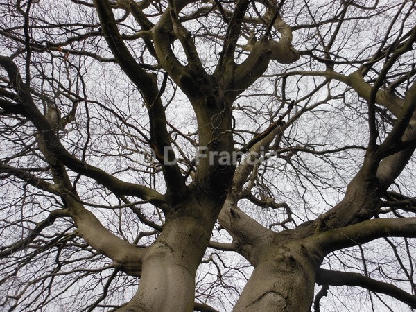Kensal Green Cemetery - Landscapesque