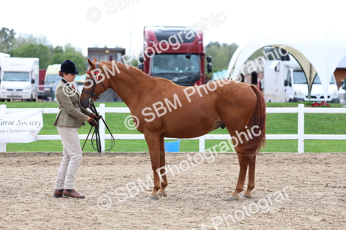 SBM_04484 - Class 26 - IH Foreign Breeds - Part Bred