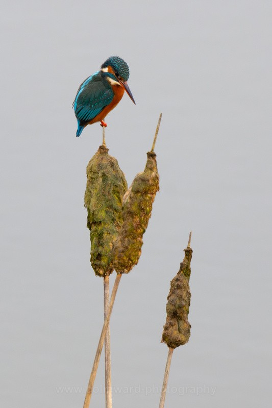 Kingfisher perched on a Bullrush.   ref 1740 - macro and nature.