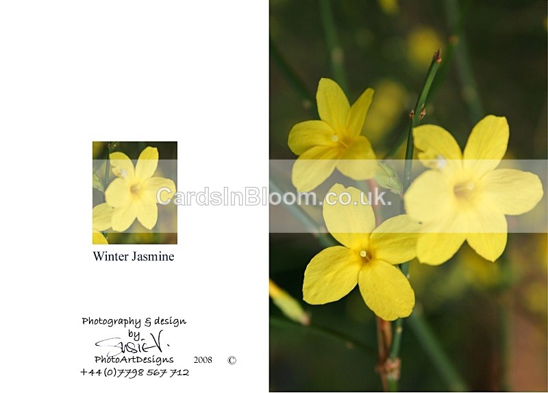 Spring 8.  Winter Jasmine - Spring