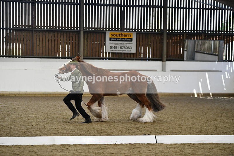 WJ5_5389 - Class 8 In hand cob