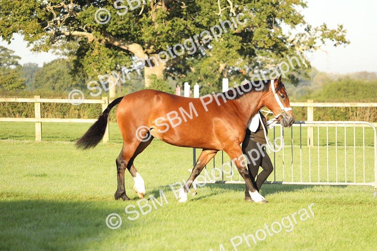 SBM_57906 - S42 - Youngstock