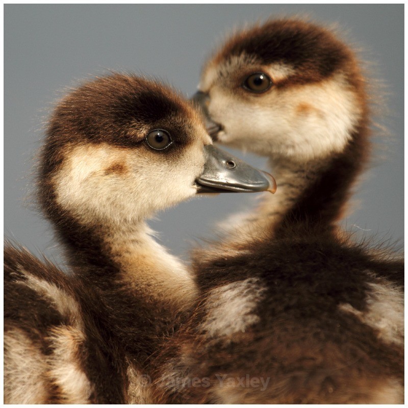 Egyptian Gosling Portrait - River Scrape & Lake