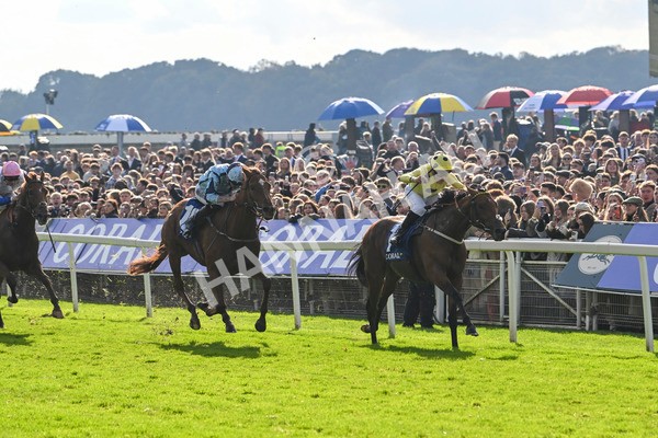 121024-Race 2-Bolster-2773 - Race 2 2.05pm Coral Daily Rewards Shaker Handicap
