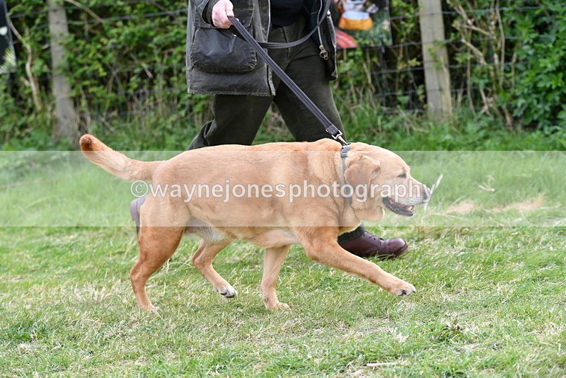 WJ5_0022 - Class 5 Best Veteran / 7 years & over