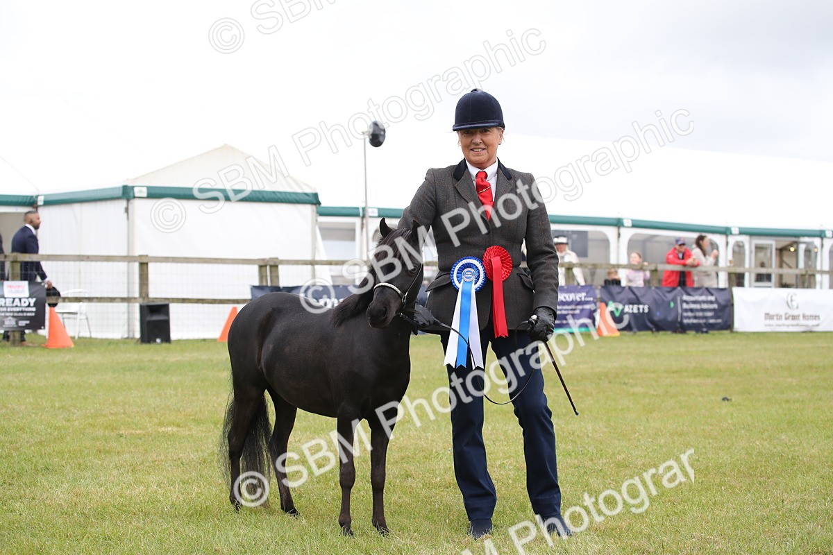 SBM_03551 - Class 23-25 - British Miniature Horse of the Year