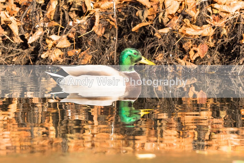 20161129-8E0A3064 - Mallard