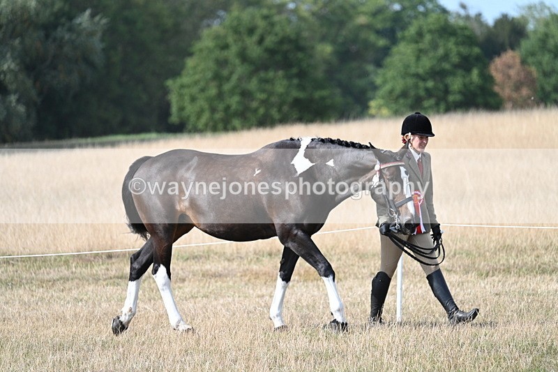 WJ7_8081 - In-hand Championship