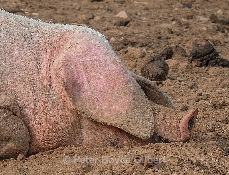 Piggery - Flora & Fauna