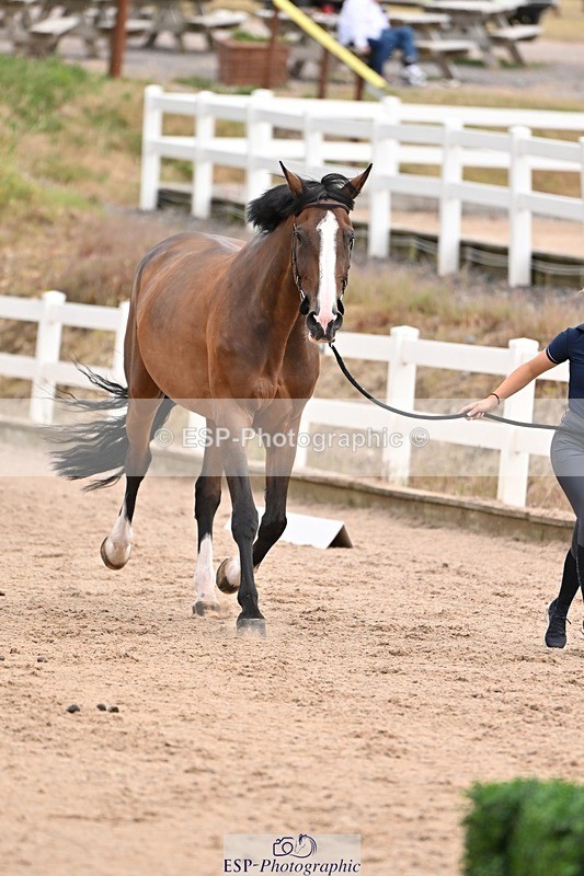 250716-151231-01768 - Trot Up 2.30 to 3.30