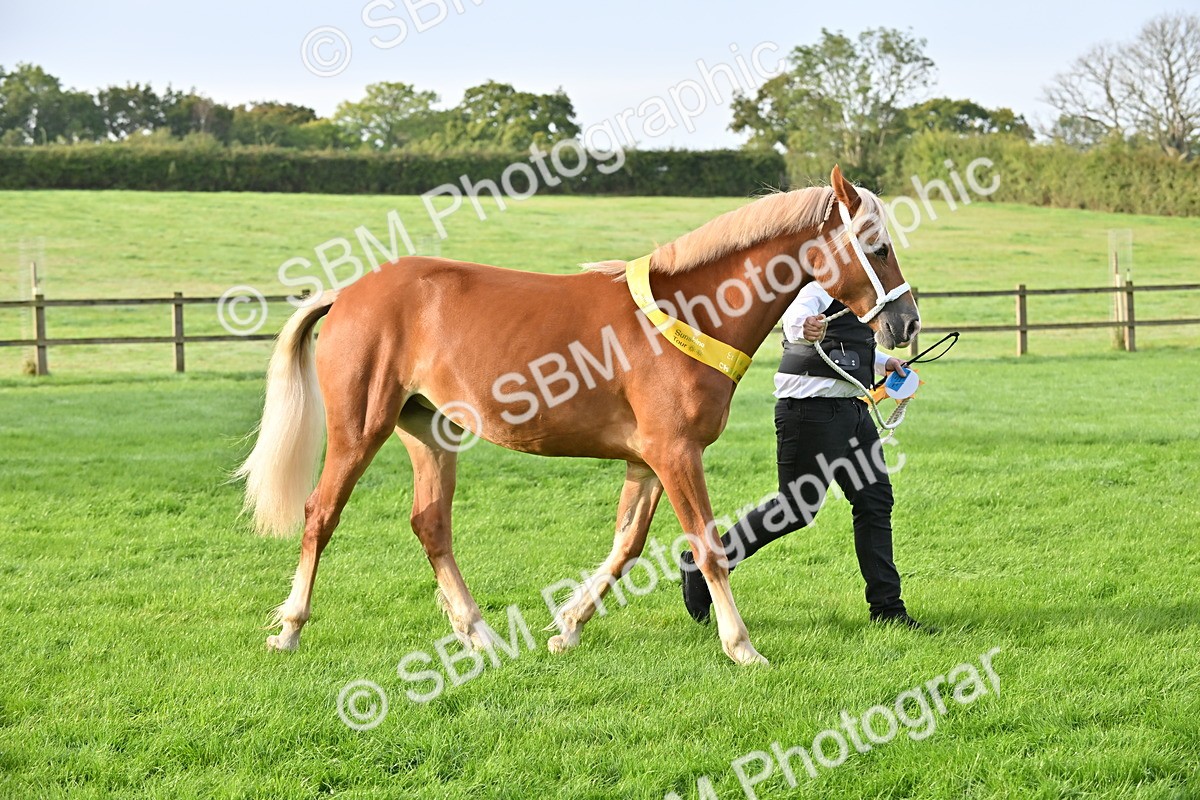 SBM_55409 - S44 - Youngstock In Hand