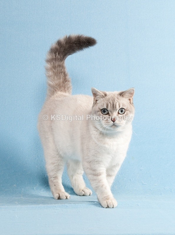  - Windymeadow British Shorthairs & Exotics