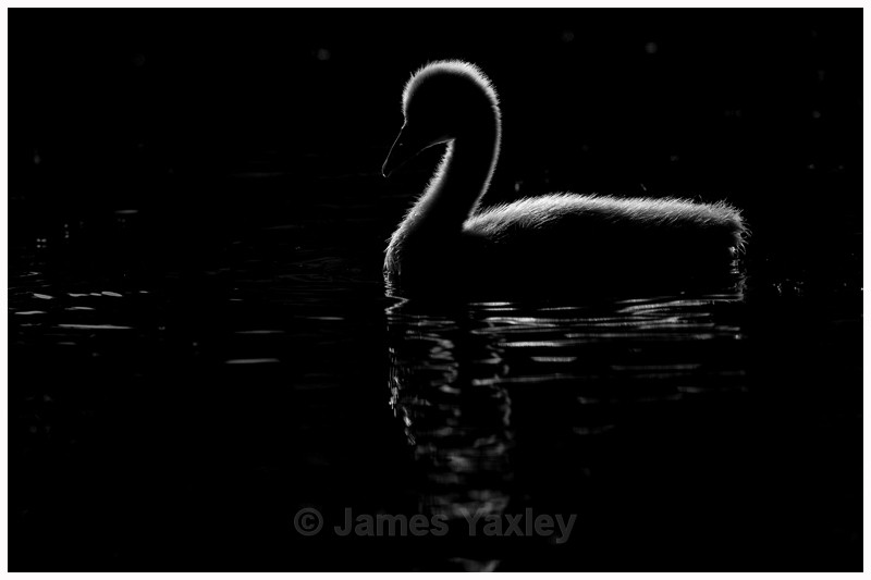 Rim-lit Cygnet - Nature in Black & White