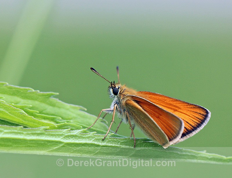 Thymelicus lineola  European Skipper