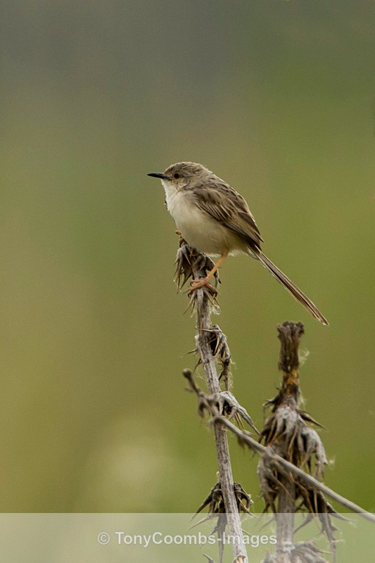 Graceful Prinia - Turkey