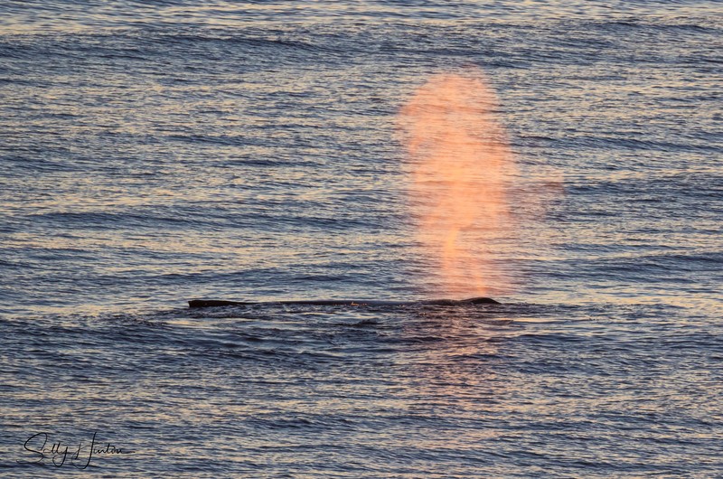 Whale Blow 3