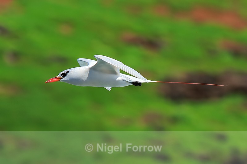Red-tailed Tropicbird side-on, Kilauea Point, Kauai - Red-tailed Tropicbird