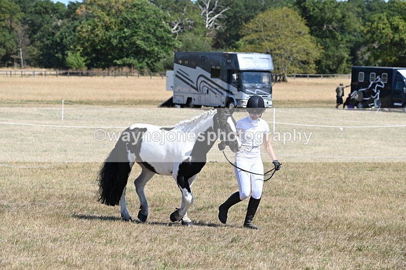 WJ6_8594 - Class 37b Best Loan Pony In-hand