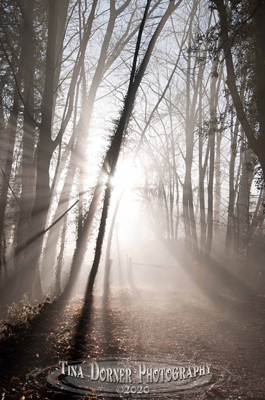 Bright Morning sun through mist. Winter Landscape portfolio by Tina Dorner Photography,  Forest of Dean and Wye Valley, Gloucestershire