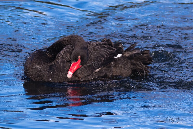 Black Swan Resting. 0A3A0841 - Black Swans and cygnets