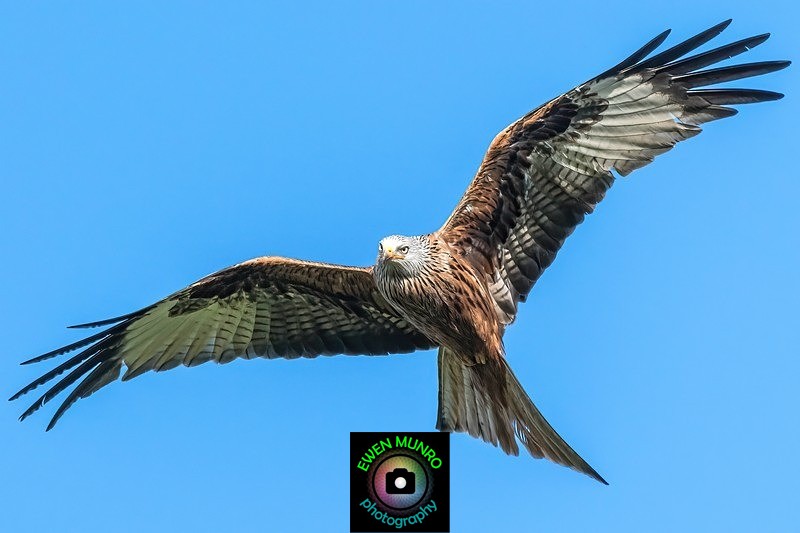 BBR-01-Red Kite - Raptors