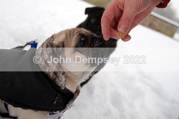 December Snow 7 - Walking the Dog
