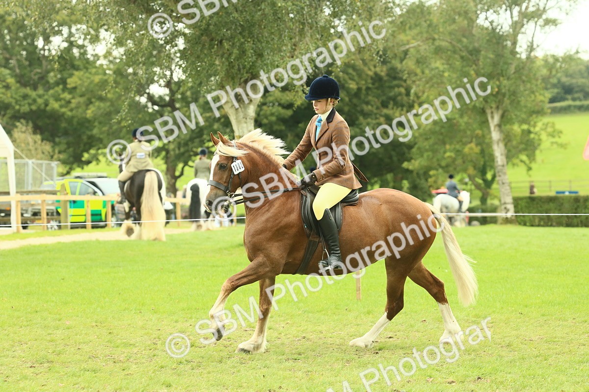 SBM_72069 - S60 - Mountain & Moorland Ridden Large Breeds