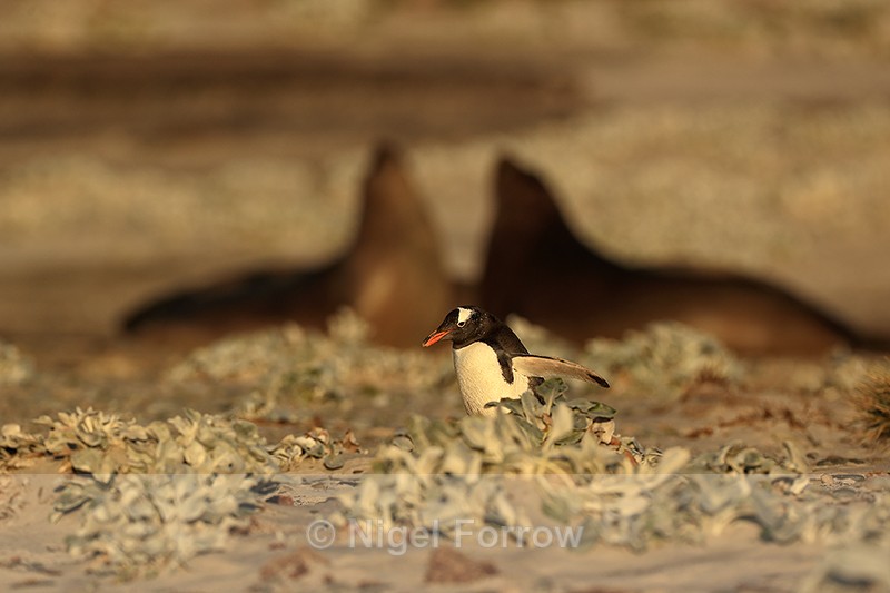 Gentoo Penguin & sparring Elephant Seals, Sea Lion Island, Falklands - Gentoo Penguin
