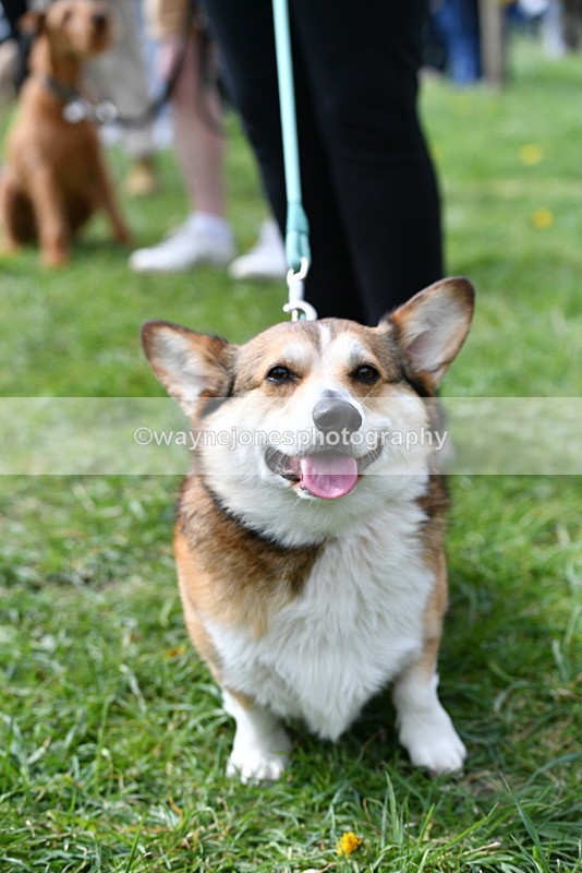 WJ5_9746 - Class 3 Most Handsome Dog