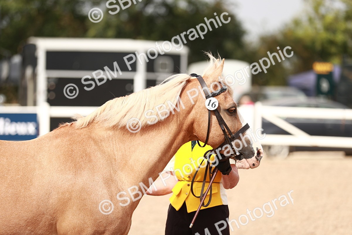 SBM_12517 - Class 207 IH M&M