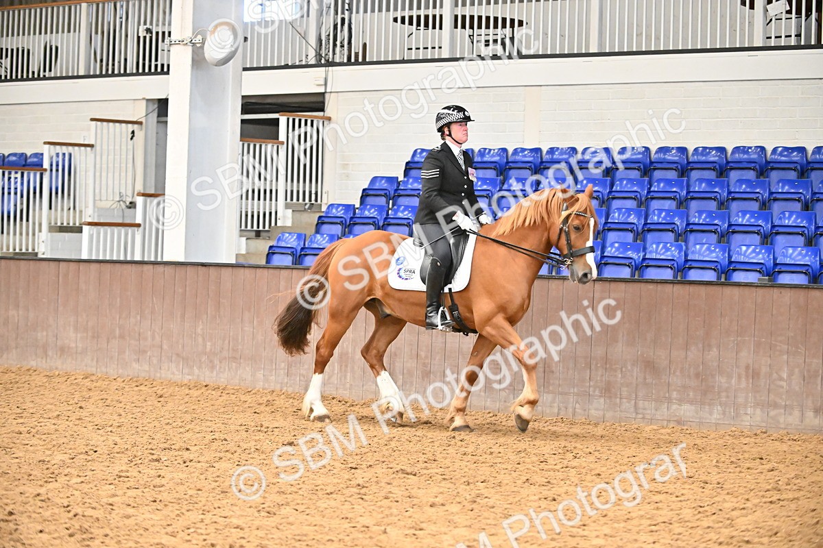 SBM_001436 - Class 19,20 - Ridden Native, Foreign Breeds & Warmbloods