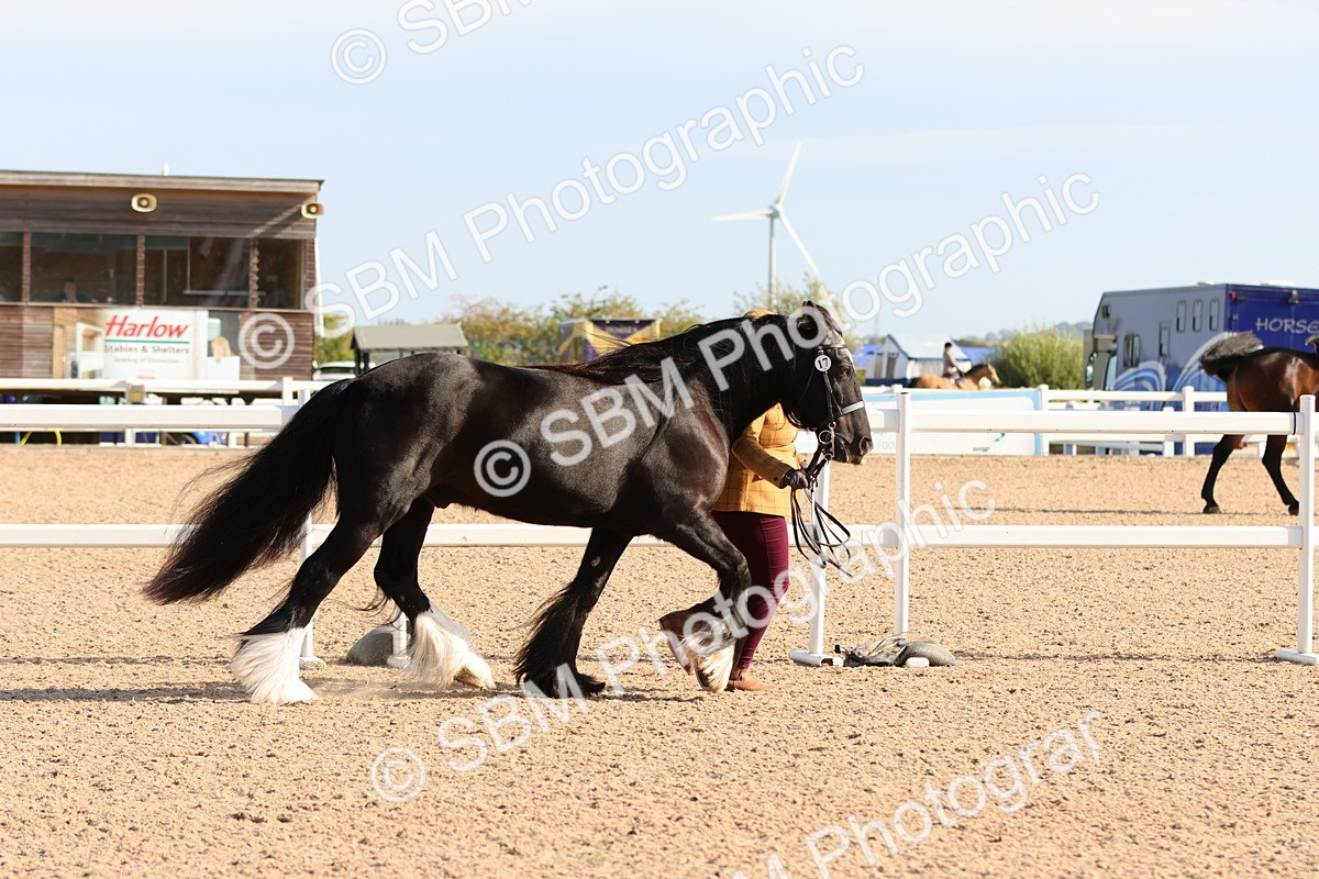 SBM_16951