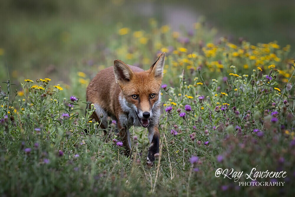 Wildlife 140825_RLP152293tcA - Natural World