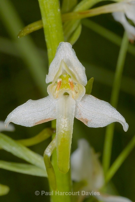  - Orchids - Various