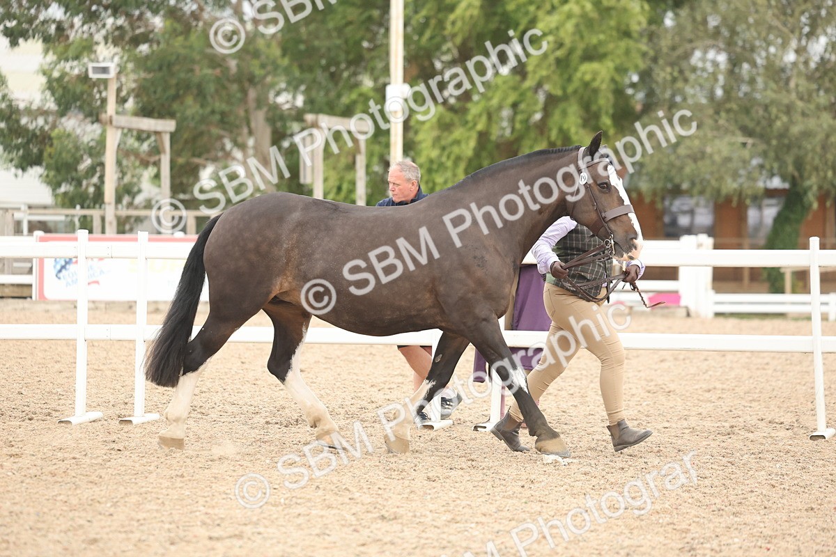 SBM_19784 - Class 318 - IH Part Bred Horse-Pony
