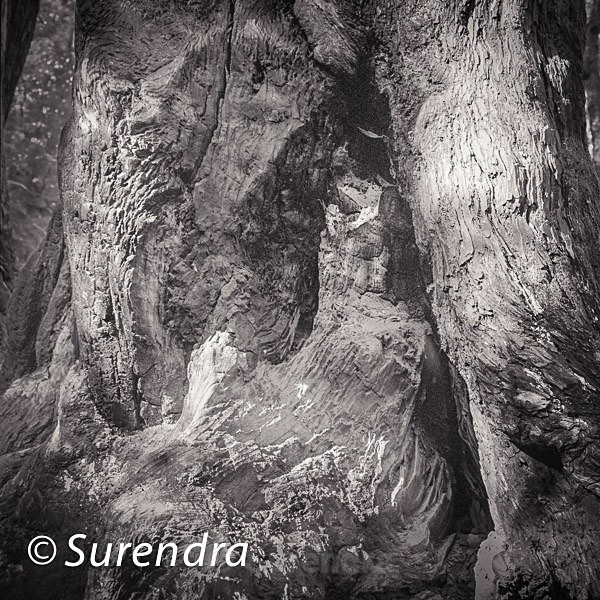 Bark 41 - Bark 2