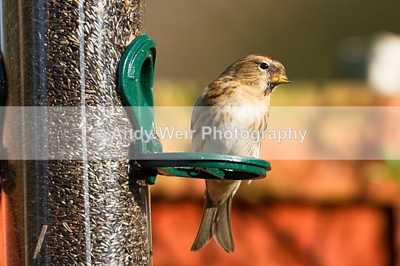 20120328-_MG_0076 - Redpoll
