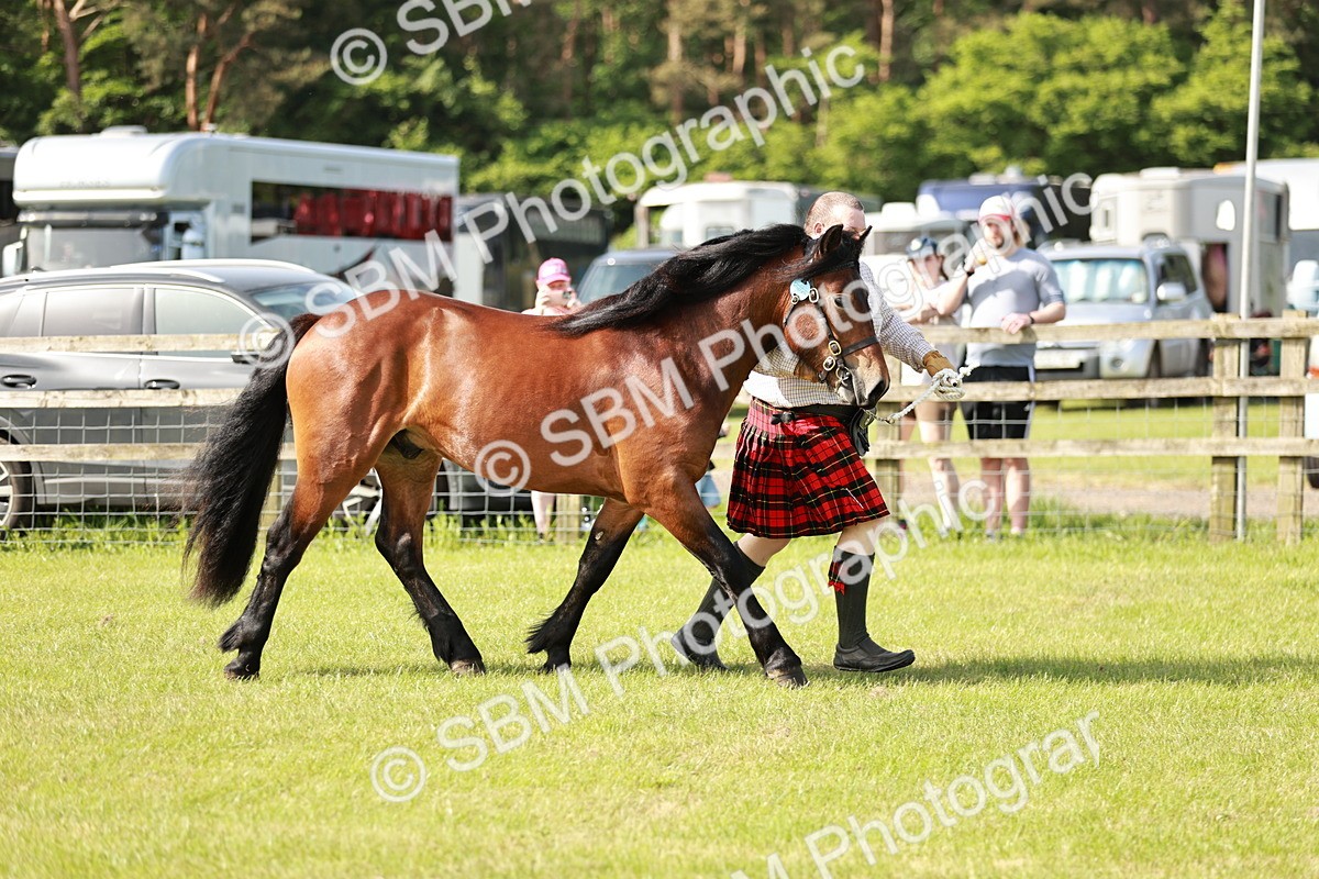 SBM_01602 - Class 14-23 - Mountain & Moorland In Hand Non Welsh