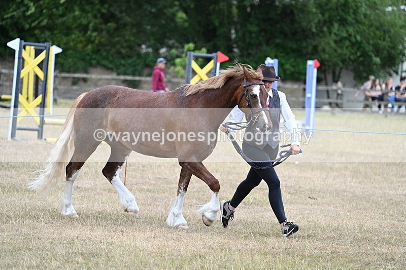 WJ7_8229 - Class 4 Prettiest Mare up to 14.2hh