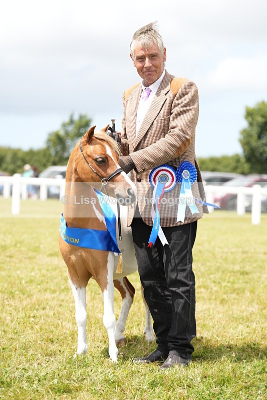 DSC06663 - Miniature Horse Championship
