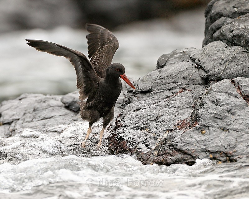 Blackish Oystercatcher (juvenile) wings raised, Chanaral Island, Chile - Blackish Oystercatcher
