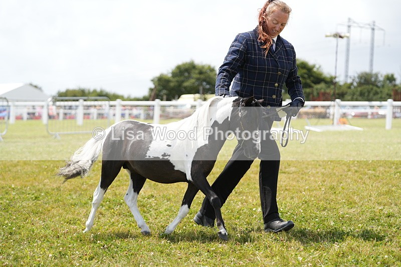 DSC06768 - Class 58: Coloured Pony Youngstock